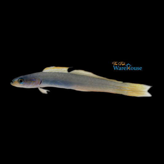 Bluebelly Dartfish (Ptereleotris monoptera)