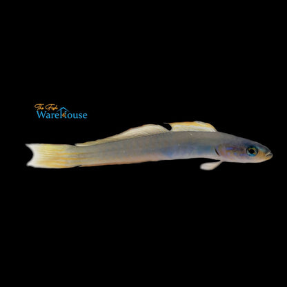 Bluebelly Dartfish (Ptereleotris monoptera)