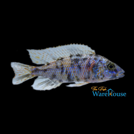 OB Ahli (Sciaenochromis fryeri ob)