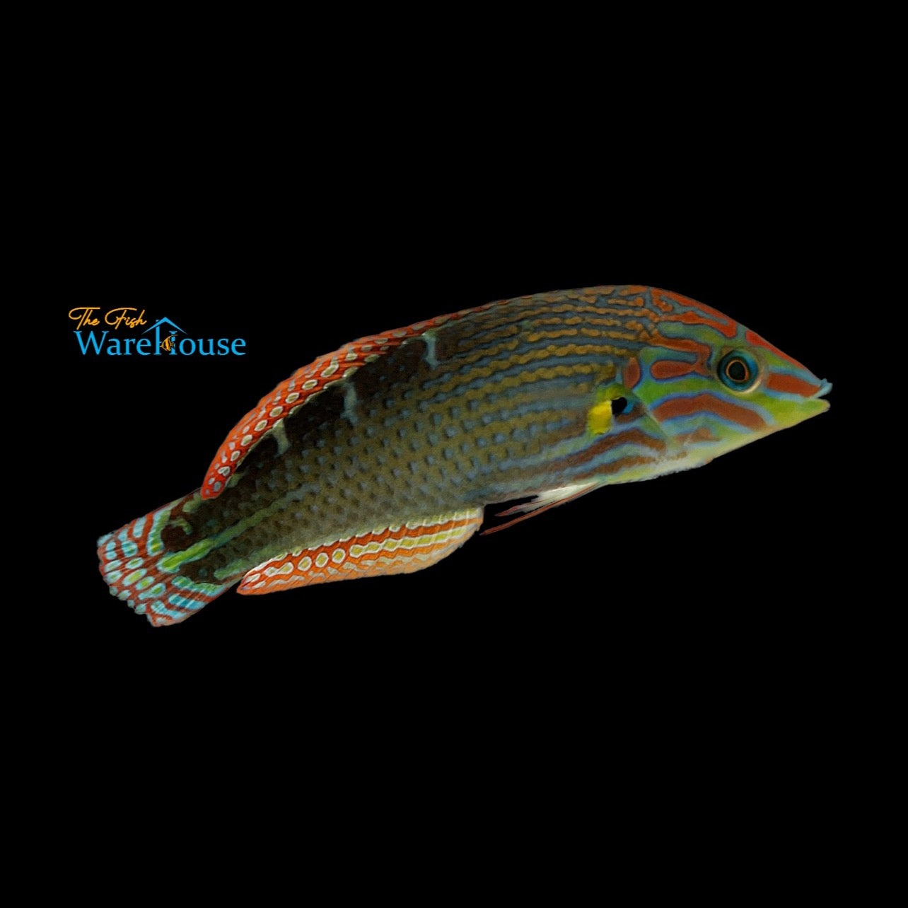 Vrolik's Wrasse (Halichoeres chrysotaenia)