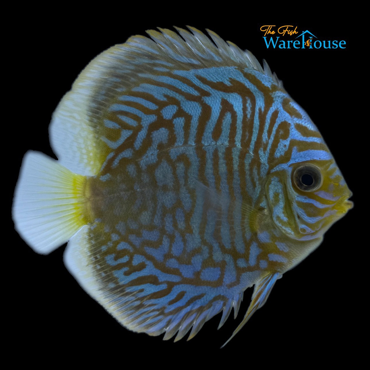 Green Tiger Turquoise Discus (Symphysodon aequifasciatus)