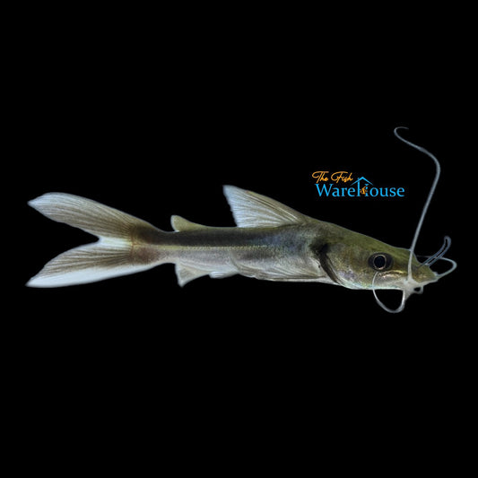 Widehead Catfish (Clarotes laticeps)