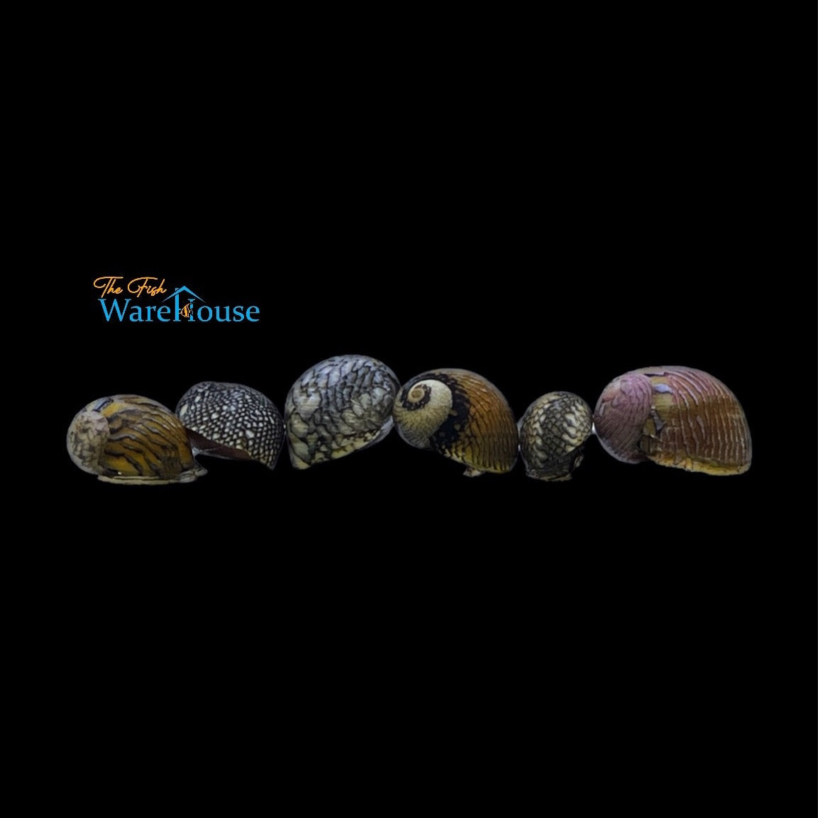 Virgin Nerite Snail (Vitta virginea)