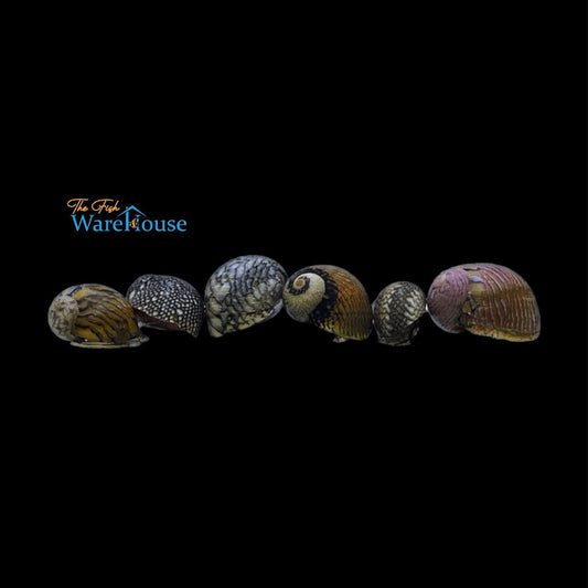 Virgin Nerite Snail (Vitta virginea)