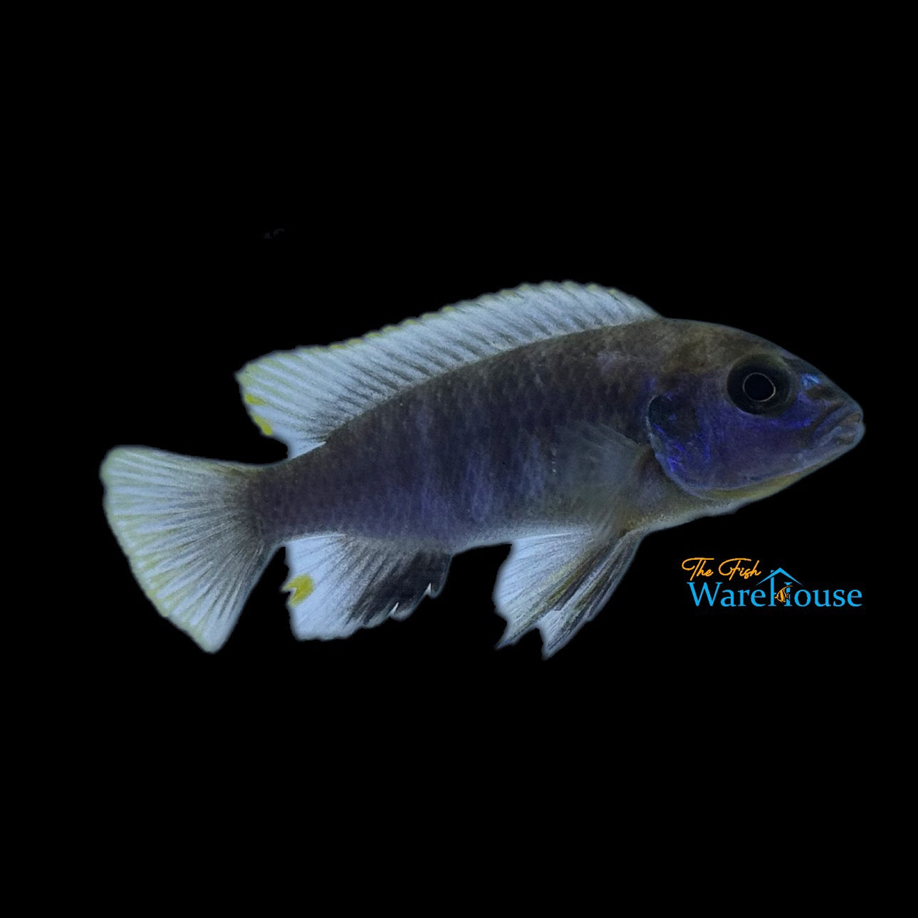 Gephyrochromis lawsi