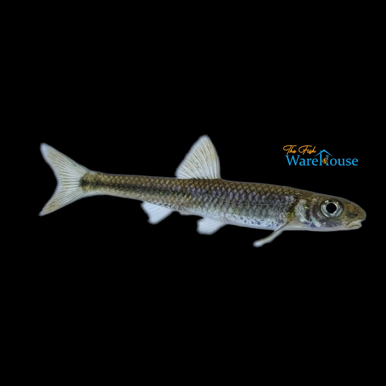 Mirror Shiner (Notropis spectrunculus)