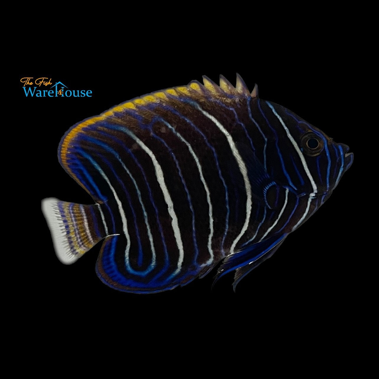 Blueface Angelfish - Juvenile (Pomacanthus xanthometopon)