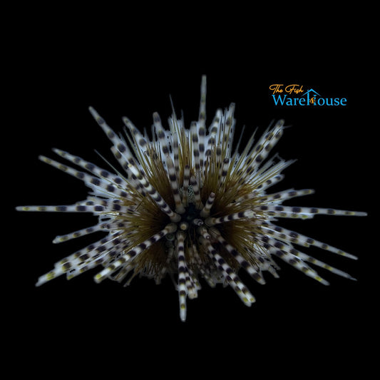 Zebra Banded Urchin (Echinothrix calamaris)