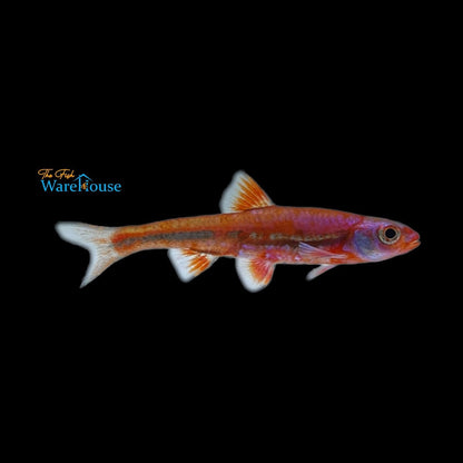 Rainbow Shiner (Notropsis chrosomus)