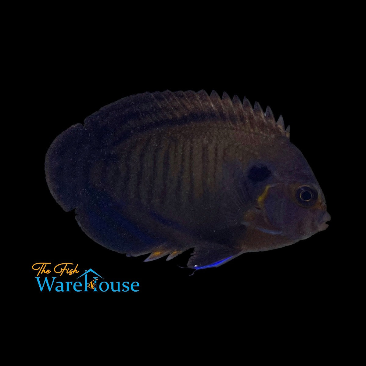 Bluefin Angelfish (Centropyge multispinis)