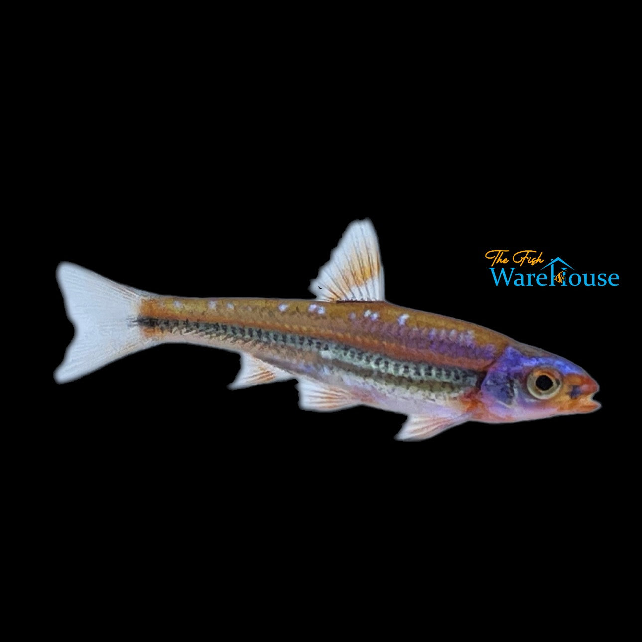 Rainbow Shiner (Notropsis chrosomus)