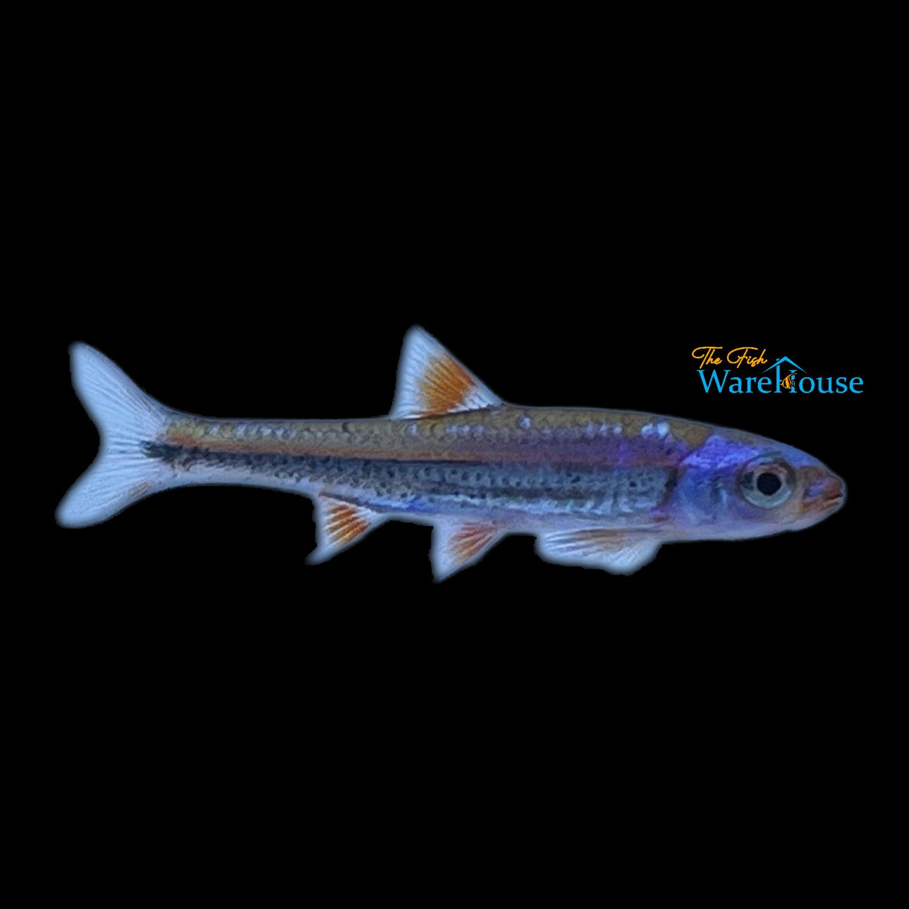 Rainbow Shiner (Notropsis chrosomus)