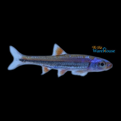 Rainbow Shiner (Notropsis chrosomus)