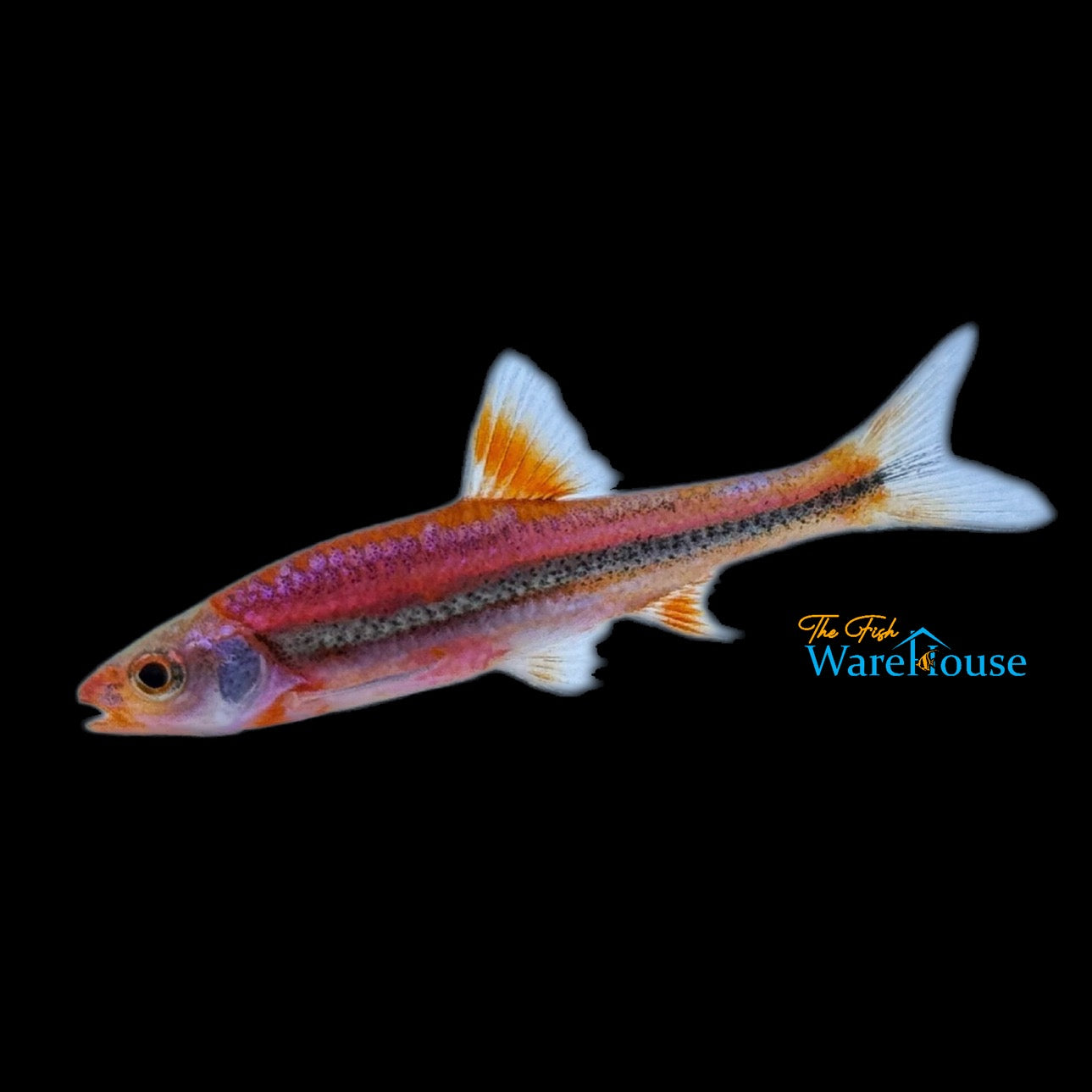 Rainbow Shiner 'Bama Blue' (Notropsis chrosomus)