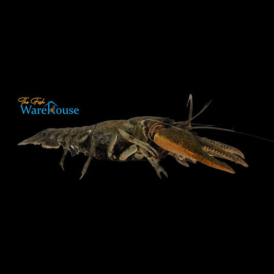 Feeder Crawfish (Cambarus sp.)