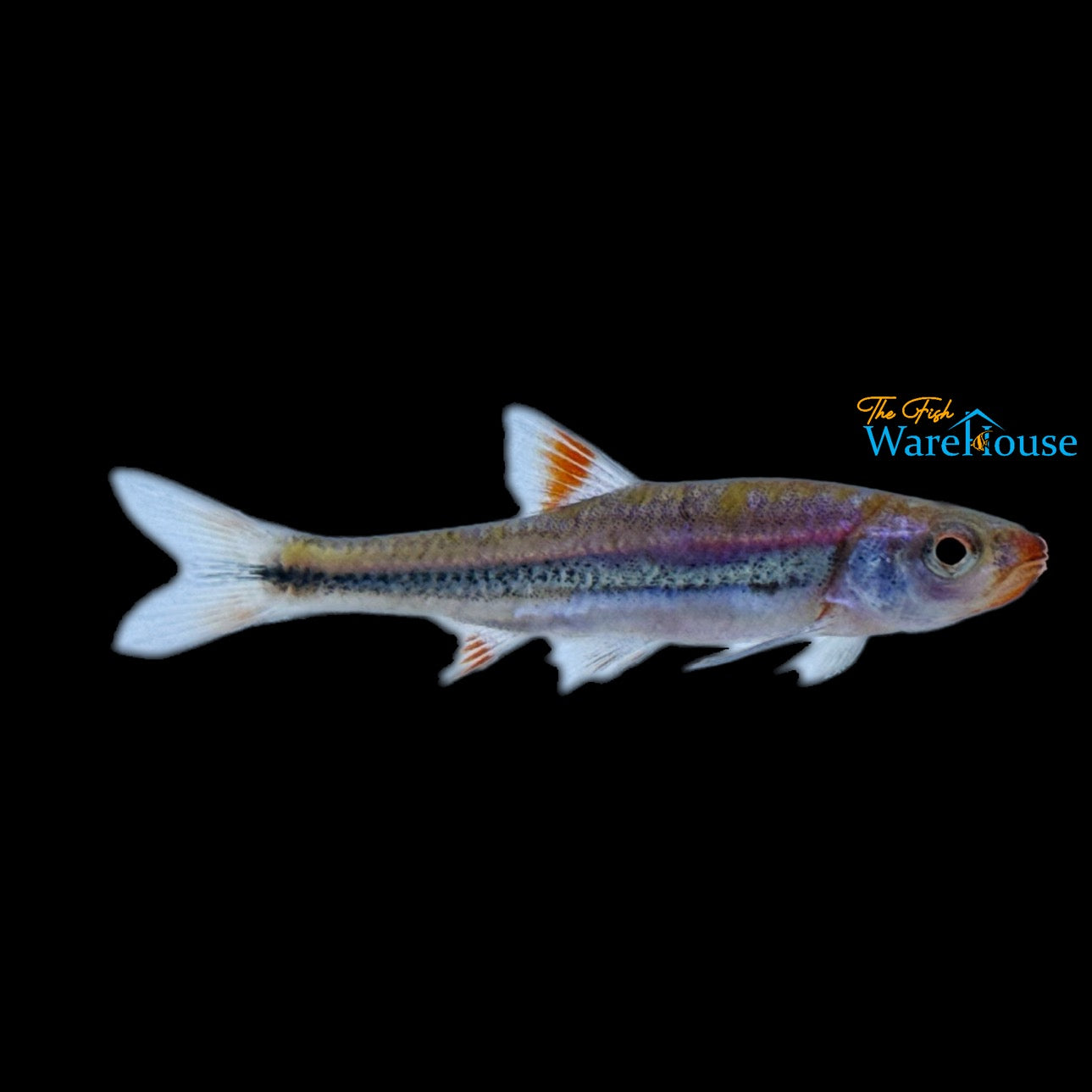 Rainbow Shiner 'Bama Blue' (Notropsis chrosomus)