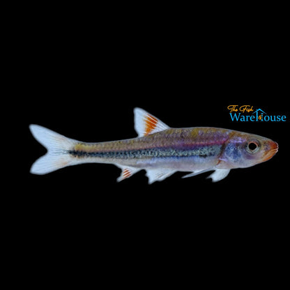 Rainbow Shiner 'Bama Blue' (Notropsis chrosomus)