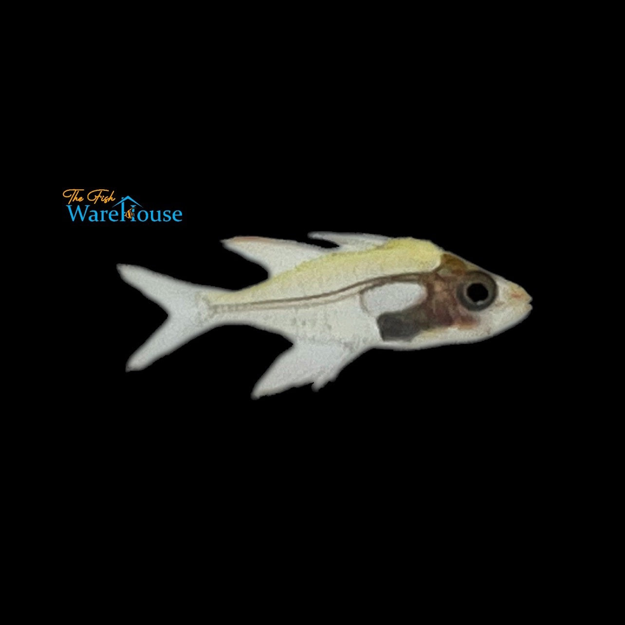 Verae Glassfish (Gymnochanda verae)