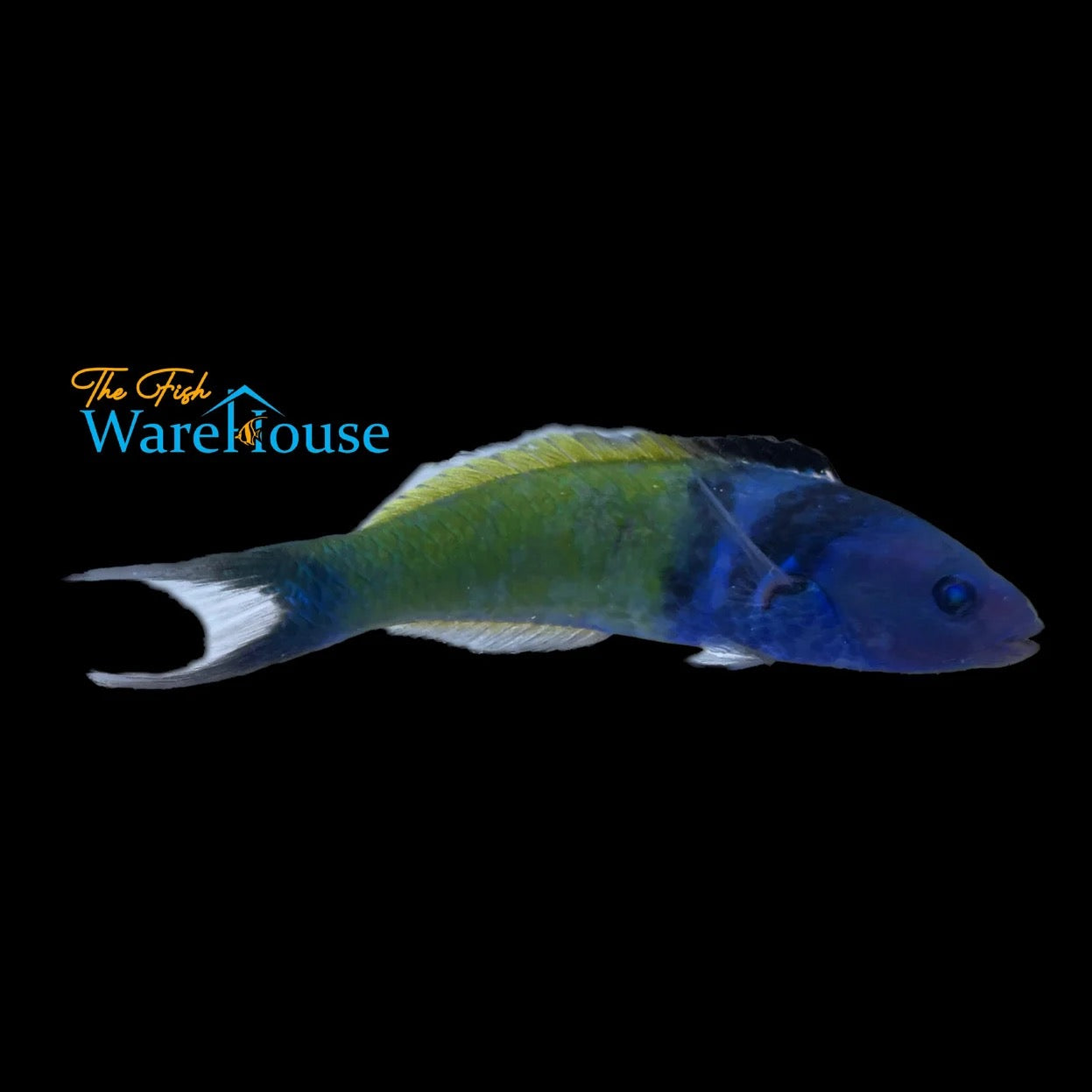 Bluehead Wrasse (Thalassoma bifasciatum)