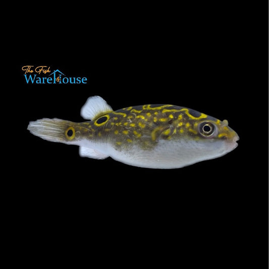 Figure Eight Puffer (Tetraodon biocellatus)