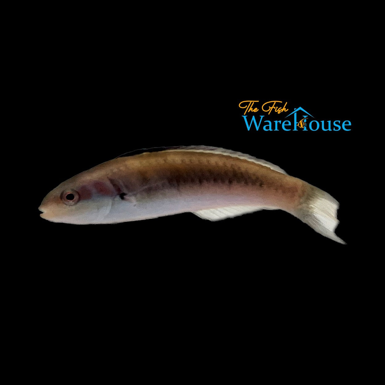 Bluehead Wrasse (Thalassoma bifasciatum)