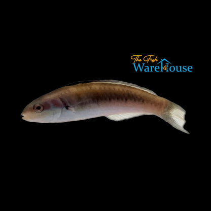 Bluehead Wrasse (Thalassoma bifasciatum)