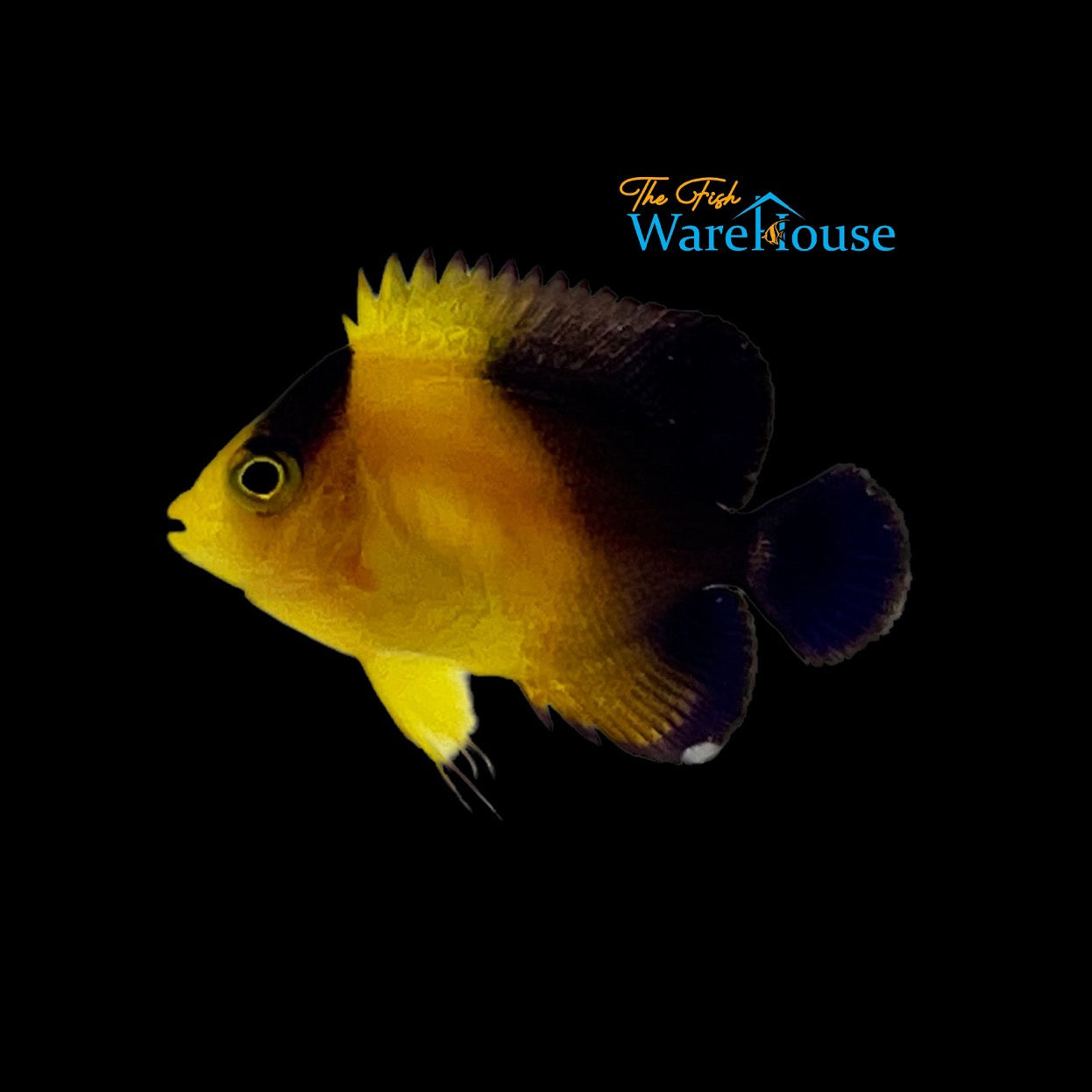 Venustus Angelfish - Captive Bred (Centropyge venusta)