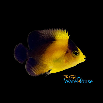 Venustus Angelfish - Captive Bred (Centropyge venusta)