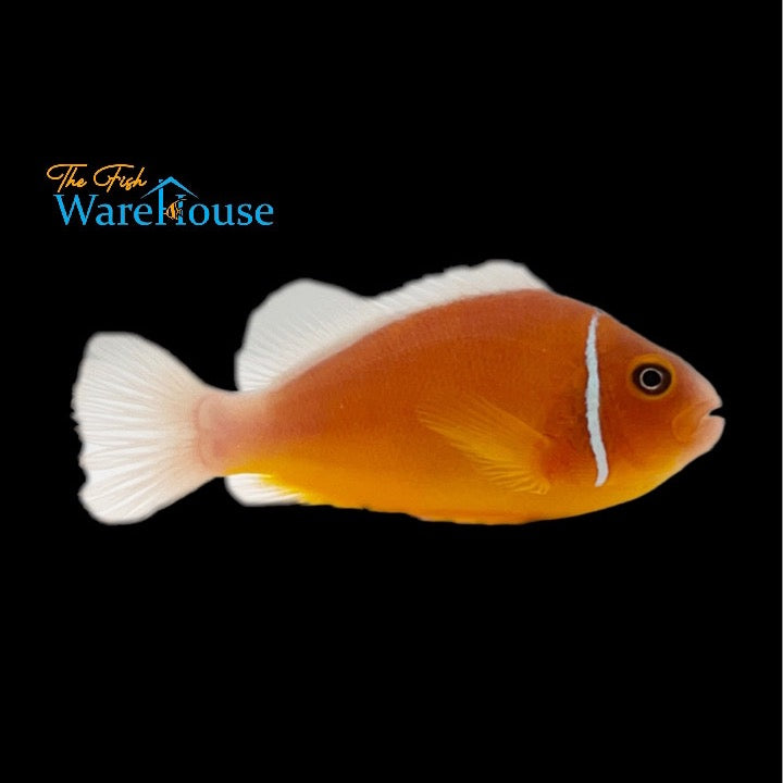 Fiji Pink Skunk Clownfish - Wild (Amphiprion perideraion)