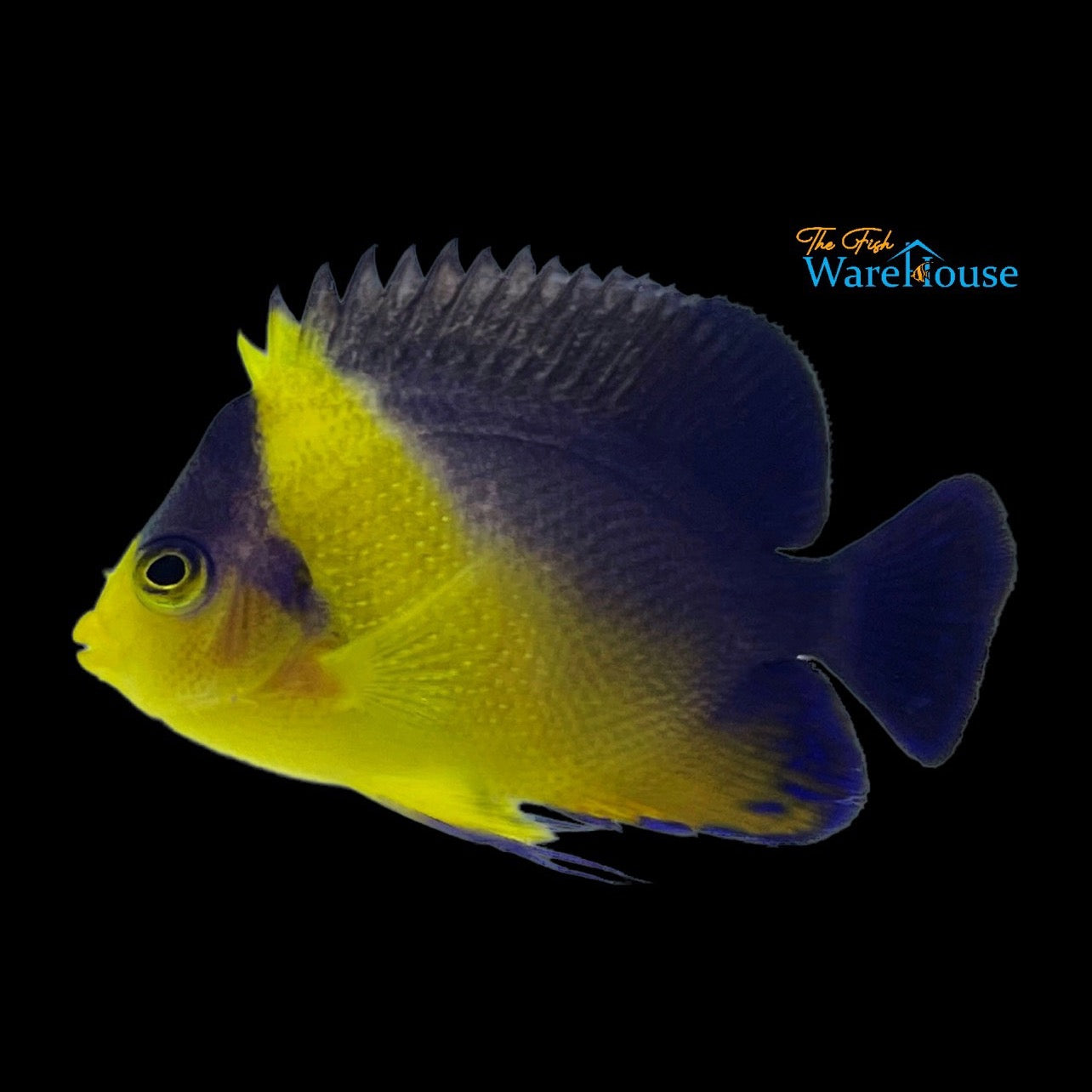 Venustus Angelfish (Paracentropyge venusta)