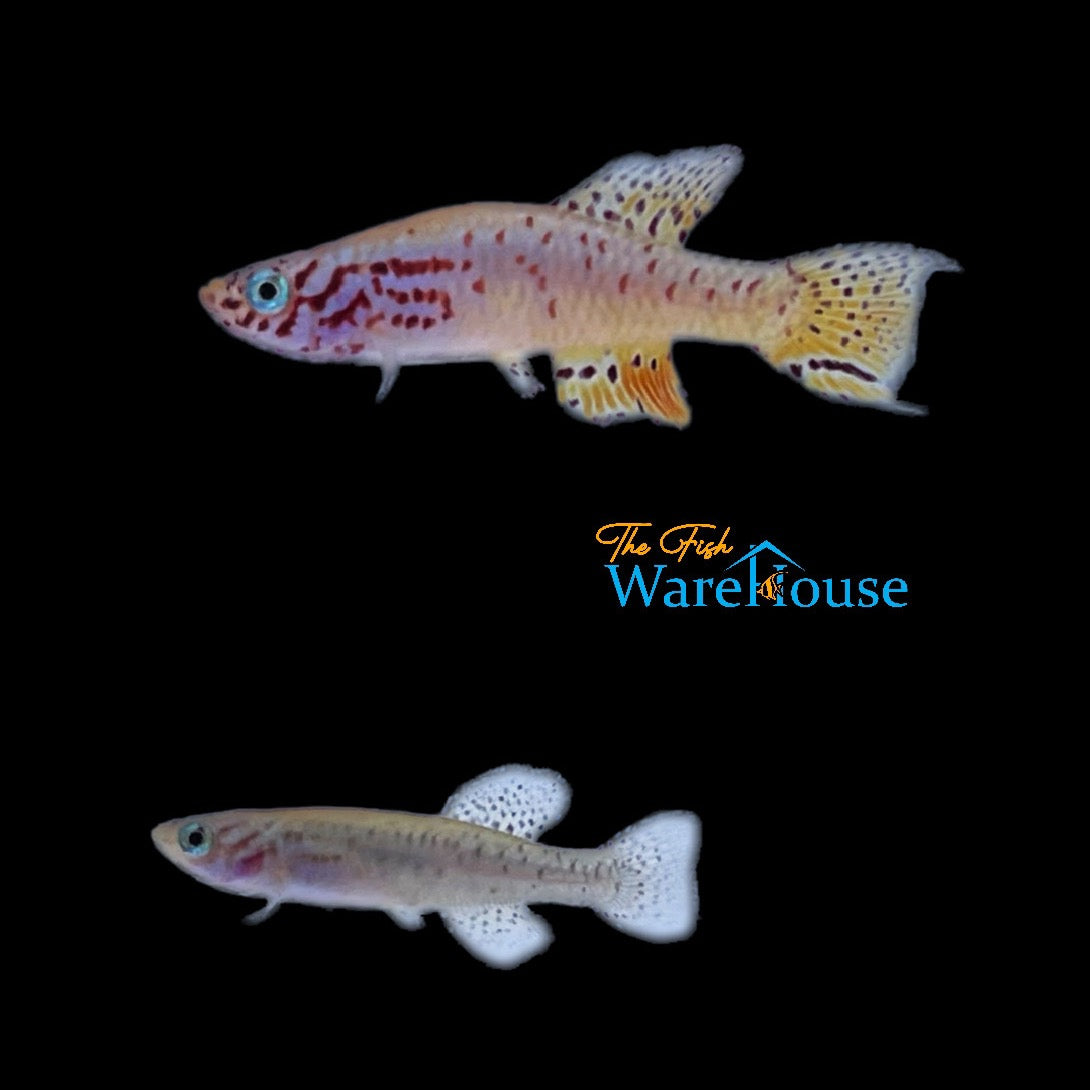 Filamentosus Killifish (Fundulopanchax filamentosus)