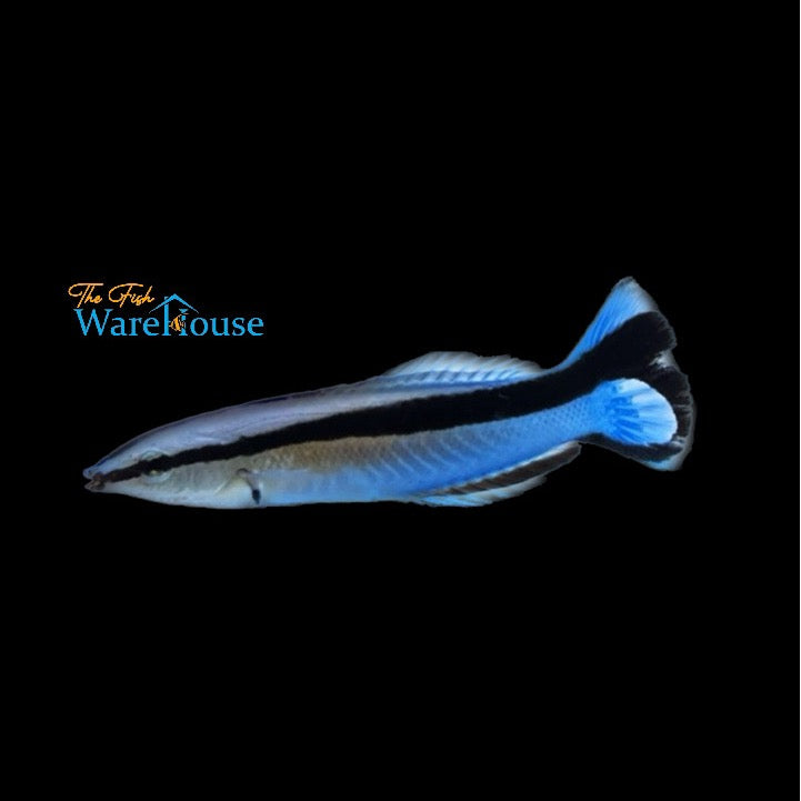 Bluestreak Cleaner Wrasse (Labroides dimidiatus)