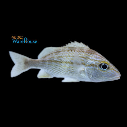 Bluestripe Grunt - Captive Bred (Haemulon sciurus)