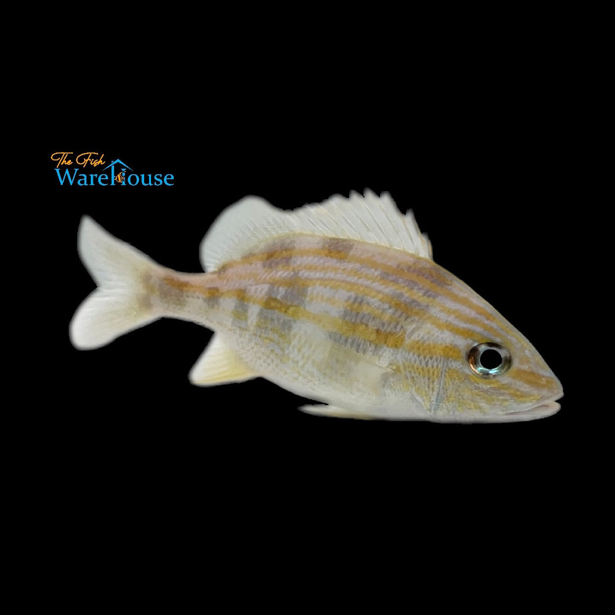 Bluestripe Grunt - Captive Bred (Haemulon sciurus)