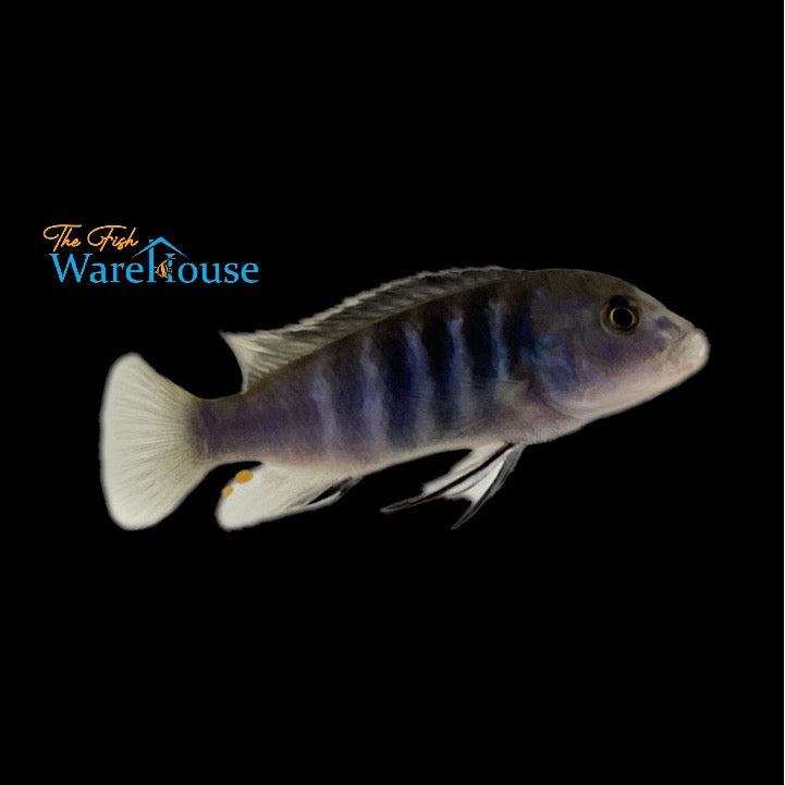 Chisumulae Lab (Labidochromis chisumulae)