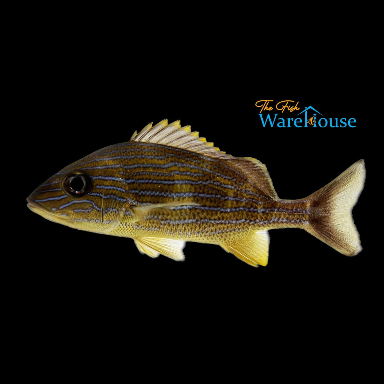 Bluestripe Grunt - Wild (Haemulon sciurus)