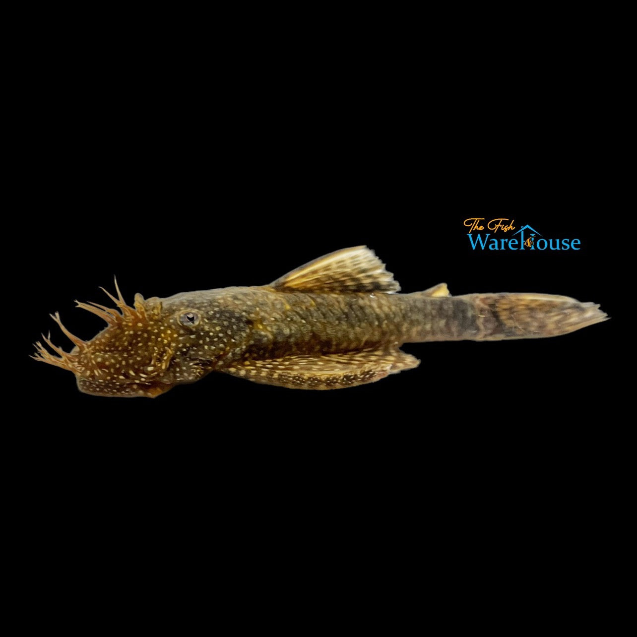 Chocolate Bristlenose Pleco (Ancistrus sp.)