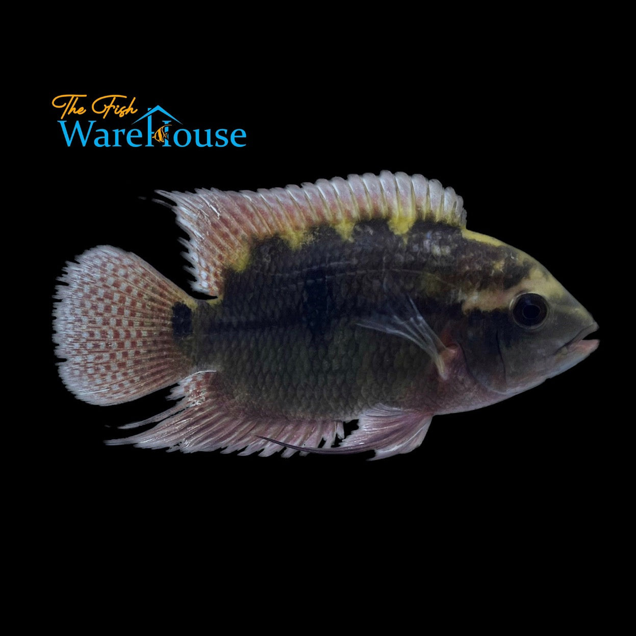 Chocolate Cichlid (Hypselecara temporalis)