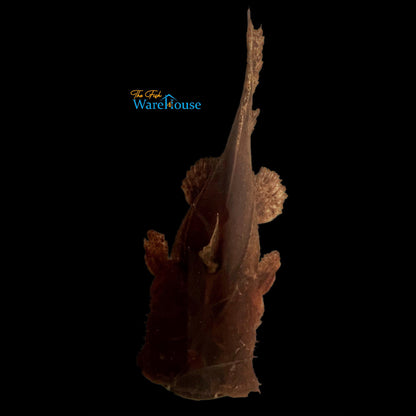 Chocolate Frogmouth Catfish (Chaca bankanensis)