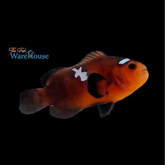 Chocolate Lightning Ocellaris Clownfish (Amphiprion ocellaris)