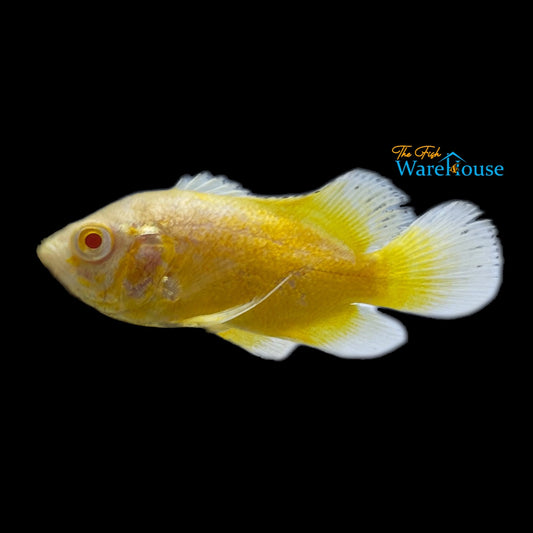 Albino Lemon Oscar (Astronotus ocellatus)