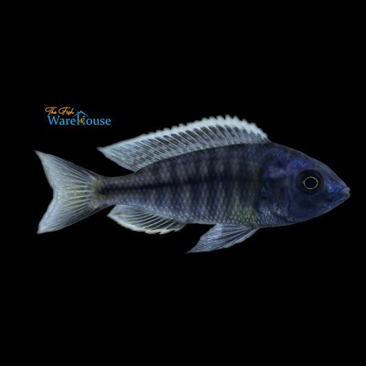 Boadzulu Hap (Nyassachromis boadzulu)