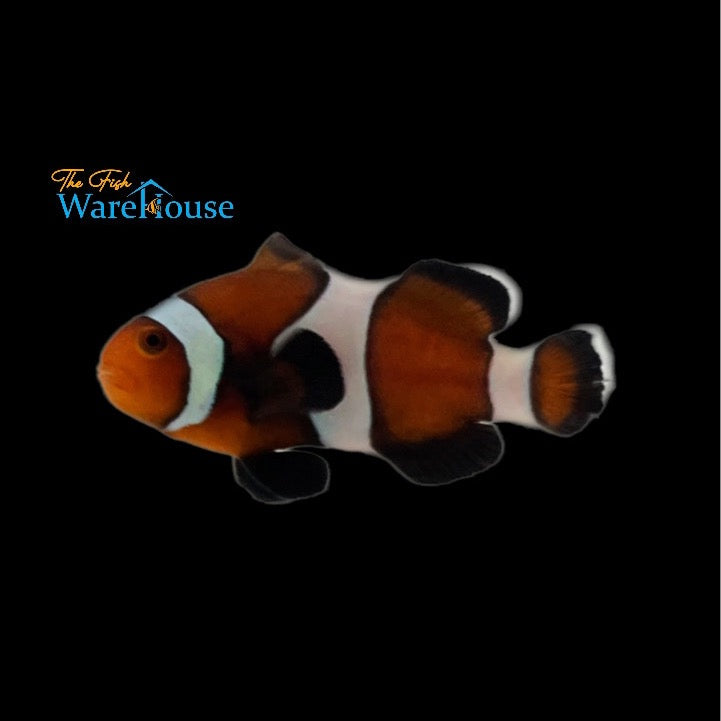 Chocolate Ocellaris Clownfish (Amphiprion ocellaris)