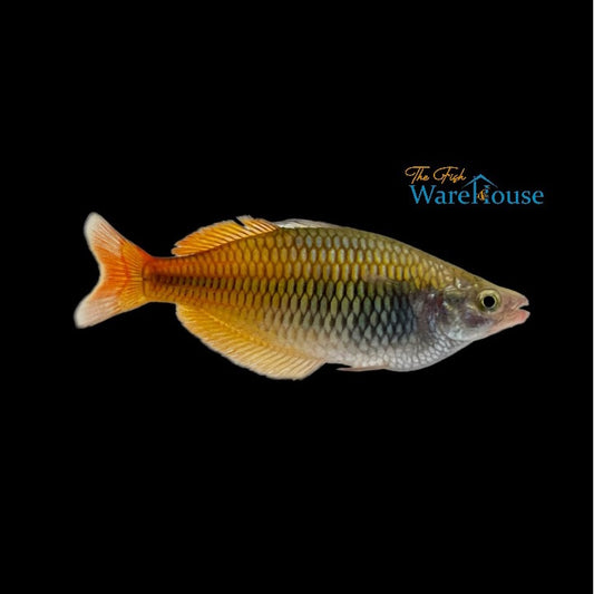 Boesemani Rainbowfish (Melanotaenia boesemani)