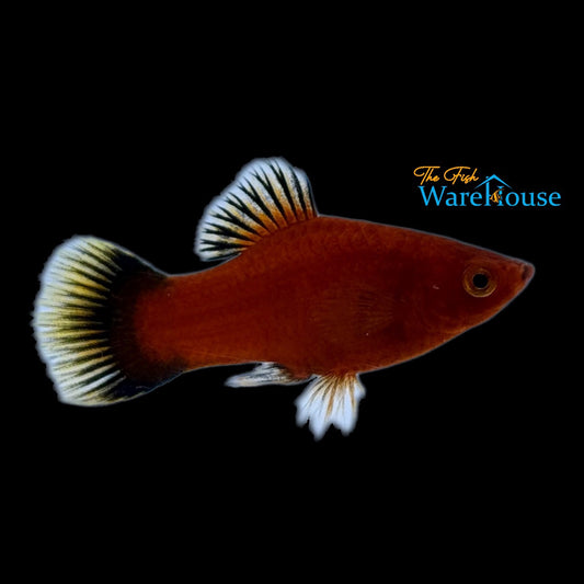 Red Wag Platy (Xiphophorus maculatus)