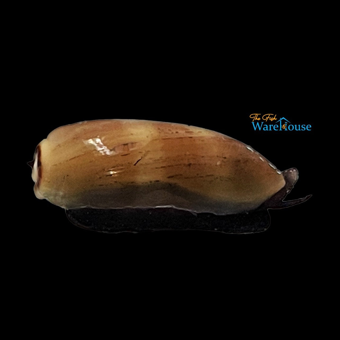 Chocolate Olive Snail (Oliva fulgurator)