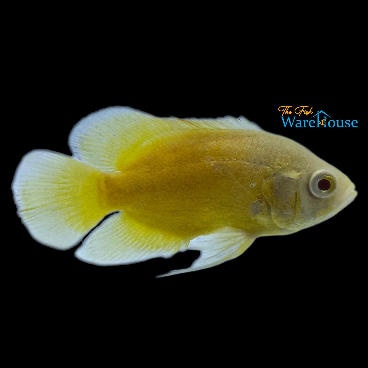 Lemon Oscar (Astronotus ocellatus)