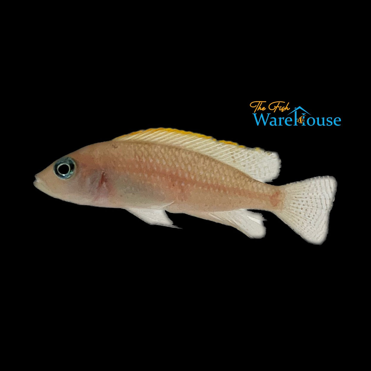 Red Fin Caudopunctatus (Neolamprologus caudopunctatus)