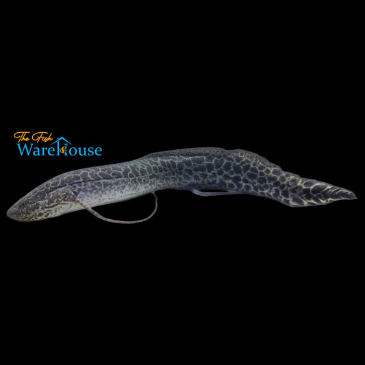 Marbled African Lungfish (Protopterus aethiopicus)