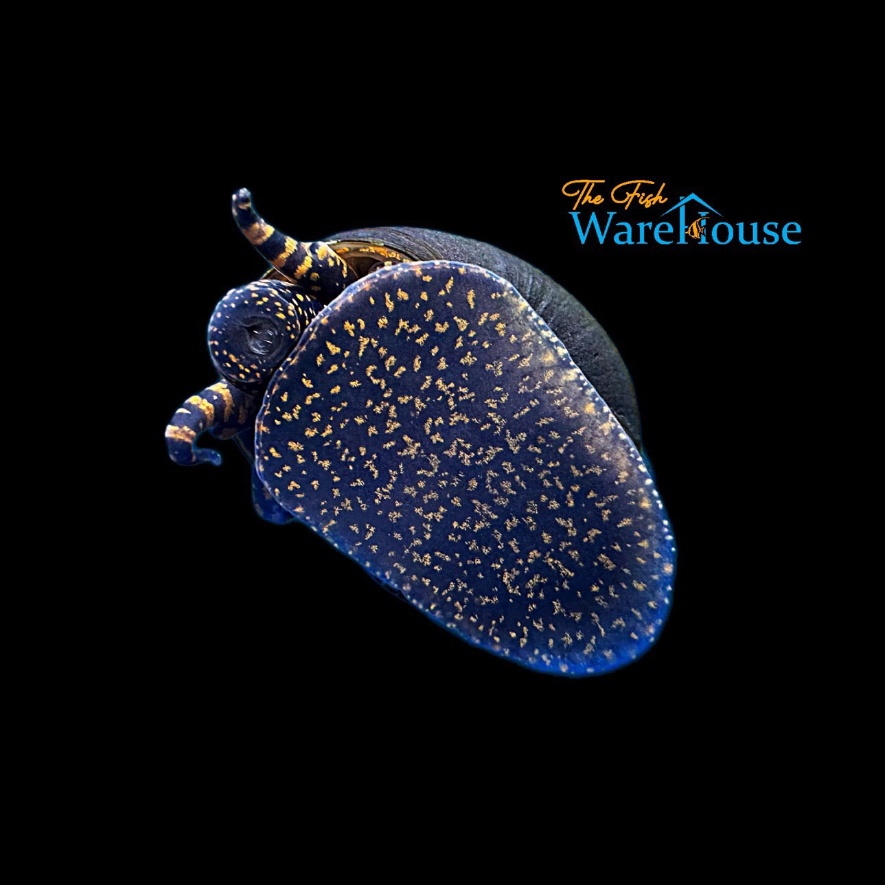 Orange Spotted Papua 'Blueberry' Snail (Filopaludina sp. orange spot)